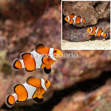 Ocellaris Clownfish, Pair