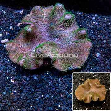 Toadstool Mushroom Leather Coral Vietnam
