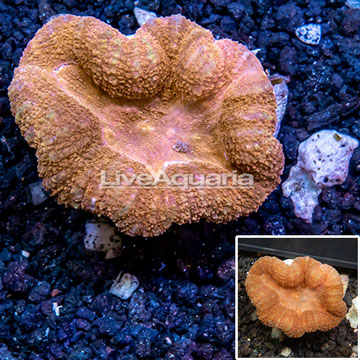 Lobophyllia Coral Australia