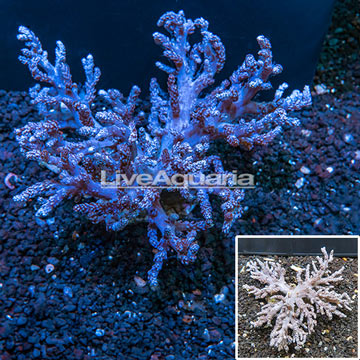 Pineapple Tree Coral Indonesia