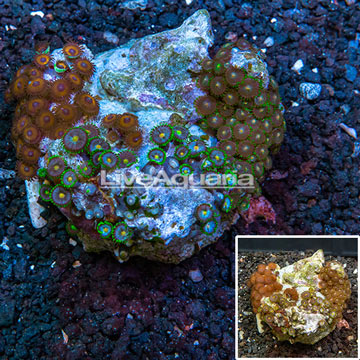 Zoanthus Coral Indonesia