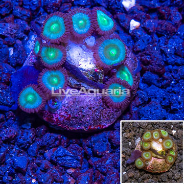 USA Cultured Zoanthus Coral