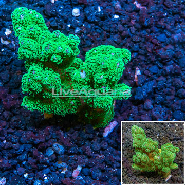 Pocillopora Coral Australia
