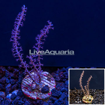 LiveAquaria® Purple Gorgonia Coral