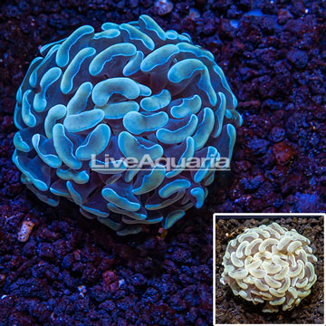 LiveAquaria® Cultured Hammer Coral