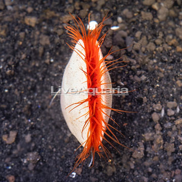 Flame Scallop, Red 