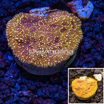 LiveAquaria® Cultured Sunburst Pavona Coral