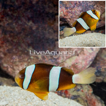 Clarkii Clownfish [Blemish]