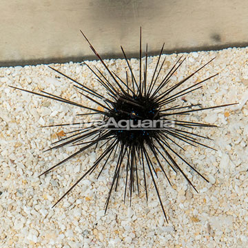 Black Longspine Urchin 
