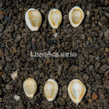 Gold Ring Cowrie, 6 Lot