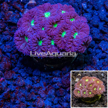 LiveAquaria® Cultured Blastomussa Coral 