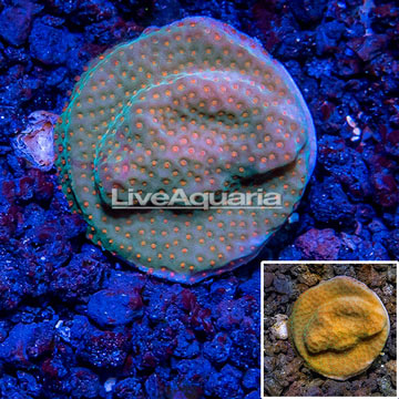 LiveAquaria® Cultured Orange Polyp Montipora Coral