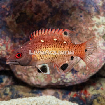 Red Diana Hogfish