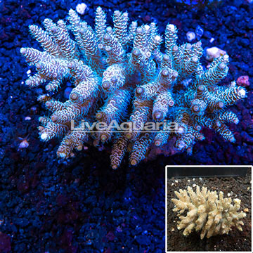 Acropora Coral Indonesia