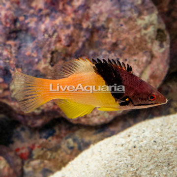 Coral Hogfish 