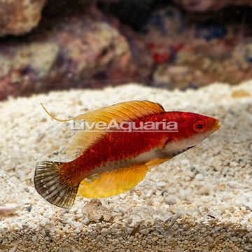 Whip Fin Fairy Wrasse 