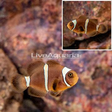 Gold Stripe Mocha Clownfish