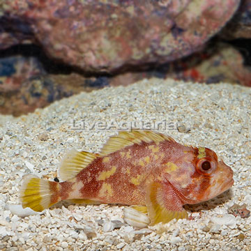 Yellowspot Scorpionfish