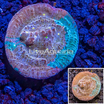 LiveAquaria® Cultured Chalice Coral 