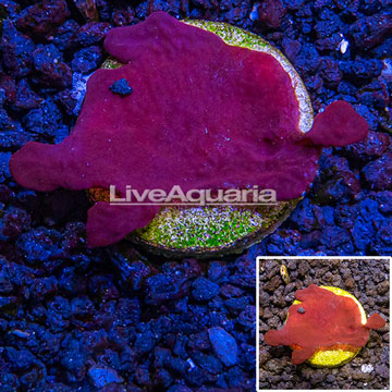 LiveAquaria® Cultured Red Sponge