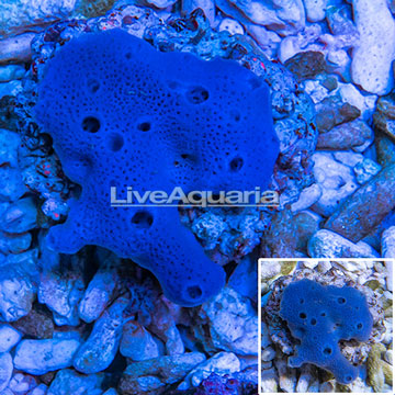 Blue Sponge Indonesia