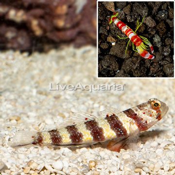 Wheeler's Goby With Red Banded Pistol Shrimp