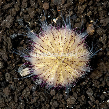 Purple Spine Urchin