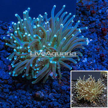 LiveAquaria® Cultured Torch Coral