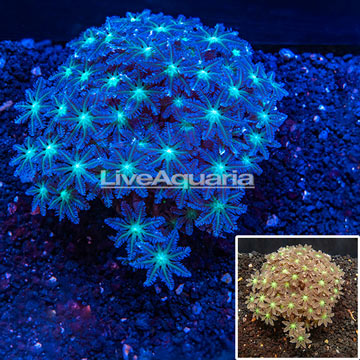 Glove Polyp Coral Indonesia