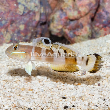 Tiger Watchman Goby [Blemish]