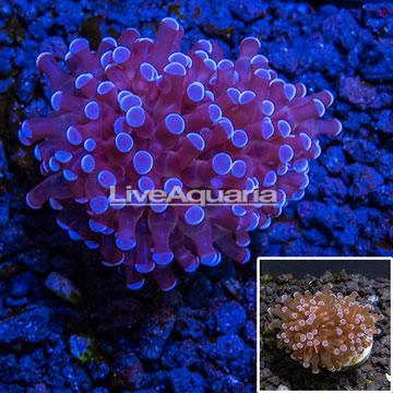 LiveAquaria® Cultured Grape Coral