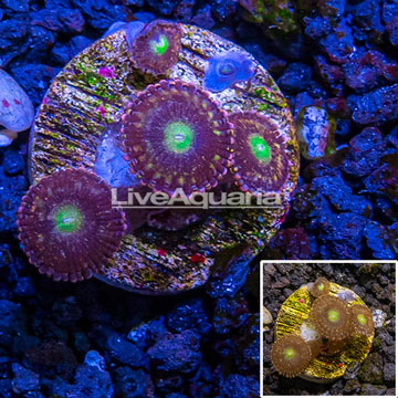 LiveAquaria® Cultured Zoanthus Coral