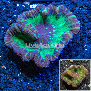 Plating Pectinia Coral Australia