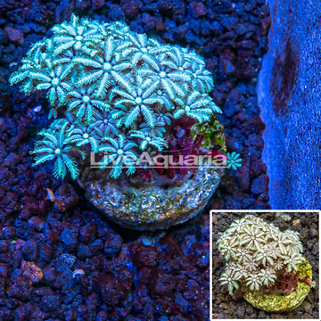 LiveAquaria® Cultured Pipe Organ Coral
