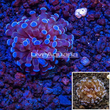 LiveAquaria® cultured Grape Coral