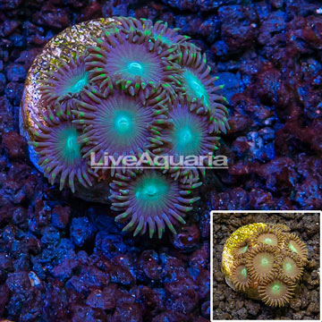 LiveAquaria® cultured Zoanthus Coral