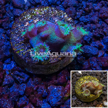 LiveAquaria® cultured Turbinaria Coral