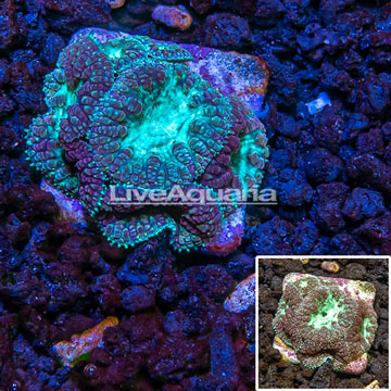 Australia Cultured Blastomussa Coral