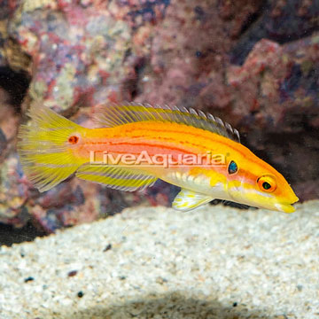 Yellow Candy Hogfish [Blemish]