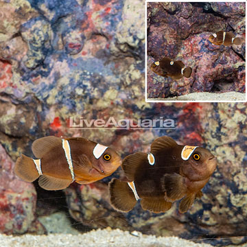 Gold Stripe Mocha Clownfish, Pair