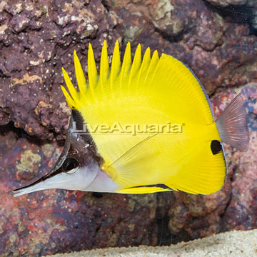 Yellow Longnose Butterflyfish [Blemish]