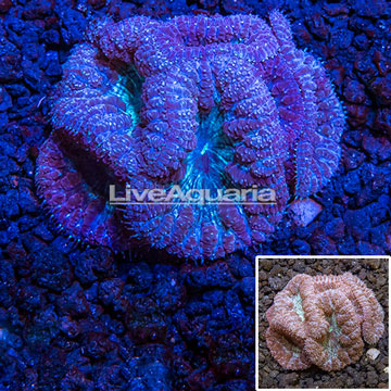 Australia Cultured Blastomussa Coral 