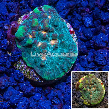 LiveAquaria® cultured Chalice Coral 