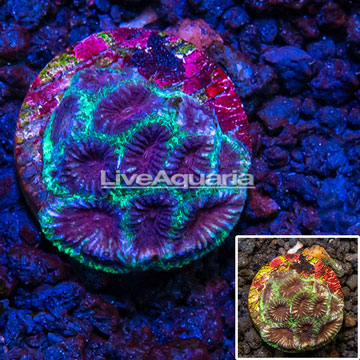 LiveAquaria® cultured Dipsastrea Brain Coral