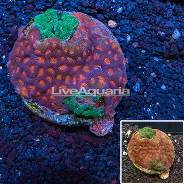 Favites Brain Coral Indonesia