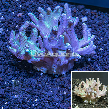 Sinularia Finger Leather Coral Indonesia