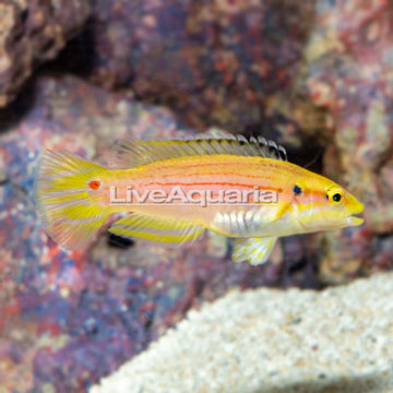 Yellow Candy Hogfish