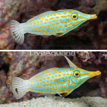 Orange Spot Filefish, Pair