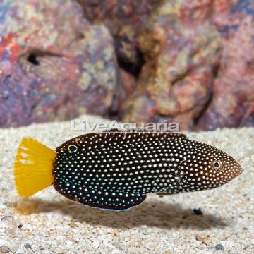 Yellowtail Wrasse EXPERT ONLY [Blemish]