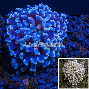 LiveAquaria® cultured Hammer Coral
